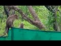 Monkey searching food