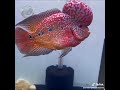 amazing head of the flowerhorn fish #amazing #fish #head #shorts