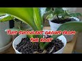 Tips And Tricks On Growing Succulent Plant!