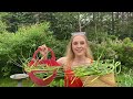 Saving Ranunculus, Harvesting Garlic Scapes and Pinching Zinnias. Zone 5b, Newfoundland.