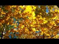 In Christ Alone: Prayer Instrumental Music, Meditation with Autumn🍂CHRISTIAN piano