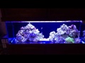 50 Gallon Salt Water Tank update