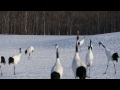 Japan's Cranes