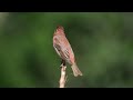 Çütre - Common Rosefinch - Carpodacus erythrinus