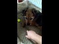 Sweet dog playing with her golf ball she found during walkies.