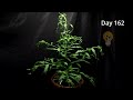 SEED to Donut Peach TREE Timelapse (170 Das in 104s)