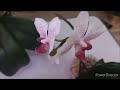 #ОРХИДЕИ Цветение с 08.22❗️/Неугомонная Beautiful Smile и её отделённая детка.//#orchids #orjidea