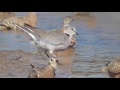 Sandgrouse at the waterhole