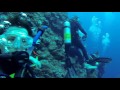 Coral Sea - Australia Shark Dive July 2016