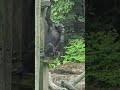 黑猩猩Chimpanzee/Taipei Zoo