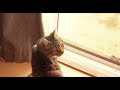 Cute Kitten Morning Routine | A Short Video