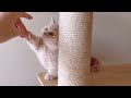 Adorable Kitten Unleashes Its Inner Fighter #cute #cat #pets