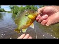 Lehigh River Fishing With Jerk Bait ( Multi Species Day!! ) 6 / 1 / 24