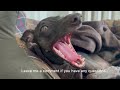 MY MORNING ROUTINE - Sukka The Italian Greyhound