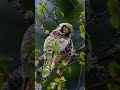 Northern hawk-owl preening its feathers #shorts Haukugle pusser fjærene Ястребиная сова Sperbereule