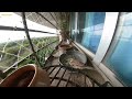 House Sparrows having morning Meal | Birdcam Birdwatching