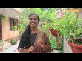 വഴുതനയിൽ പത്തിരട്ടി അധികം വിളവിന് ഈ Tips ഒന്നു നോക്കിയാലൊ | Brinjal Farming Tips Malayalam