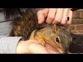 CUDDLY SQUIRREL! | (Podcast Info in Description!)