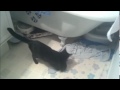 Mamma cat moves her kitten.wmv