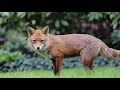 The Fox and the Fajita  |  Olympus All-Intra Test Footage