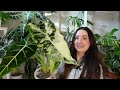 How to Grow Alocasia Micholitziana Fast! | New Monthly Plant Feature Series🪴| Episode 5