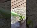 【閲覧注意】カメムシを食べるカマキリ