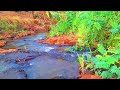 Forest Bliss: Beautiful Stream and Relaxing Bird Sounds For Asmr Sleeping, Stress relief