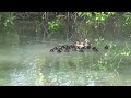 23 Wood Duck Babies jump from box.