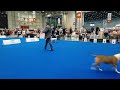 WDS 2023 BULL TERRIER males, females World Dog Show Geneva Switzerland
