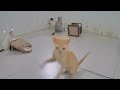 Cats Doing the Most Unexpectedly Funny Things ❤️ Funny Animal Videos 2024 🐕😂