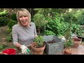 Topiary Trimming and Twirling: Rosemary