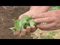 Buchweizen pflanzen - Spinat für faule Gärtner | MDR