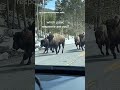 Friends have very different reactions to approaching herd of bison #Shorts