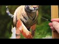 Painting a Realistic Tiger | Time lapse