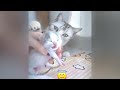 Trending Funny Animals 2024😜Funniest Dogs and Cats😿