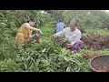 Harvest lychee Thanh Ha, full video 2 days - Thu Hien Farm