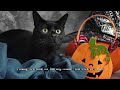 how to make a spooky thing for ur cat !