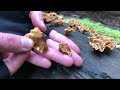 Foraging Turkey Tail Mushrooms