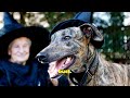 3 Common Myths About Greyhounds: Busted! | First Impression | #pets #greyhound #rumors #myths #dog