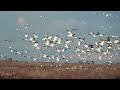 2018 Sacramento National Wildlife Refuge - 1.  Snow Geese Assembly