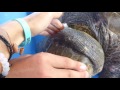 Sea Turtle Entangled in Ghost Net Rescued