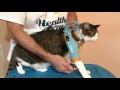 Pet Care Harness Fitting Video