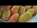 FRESH  MANGO #ofwinkuwait #food #jocelynlacang #shortvideo #asrm #healthy #mango mango