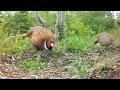 Watching Wild Ring-Necked Pheasants in Nova Scotia, Canada