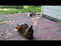 Cats walking in the garden-1