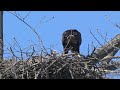 2024 Eagles: Eaglettes Feeding