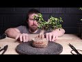 Starting an Indoor Bonsai from a Cutting