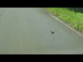 Sooty Grouse and three chicks crossing the road