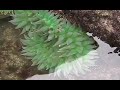 The Sea Anemone