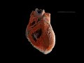 'Google Earth for the human heart': New technology creates detailed 3D image of heart